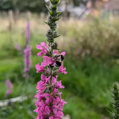 Traumkrone Himmelblau