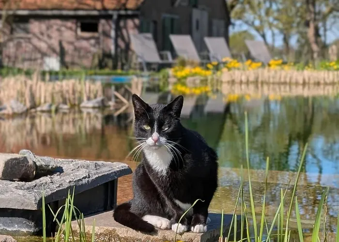 Traumkrone - Himmelblau Schortens