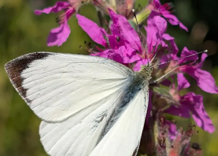 Traumkrone - Himmelblau Apartamento