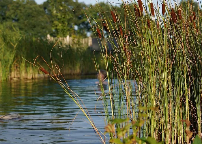Traumkrone - Himmelblau *